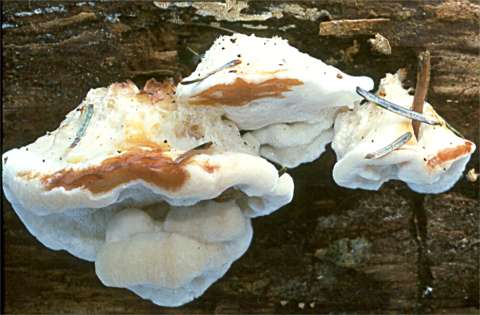 Oligoporus fragilis - Fungi species | sokos jishebi | სოკოს ჯიშები